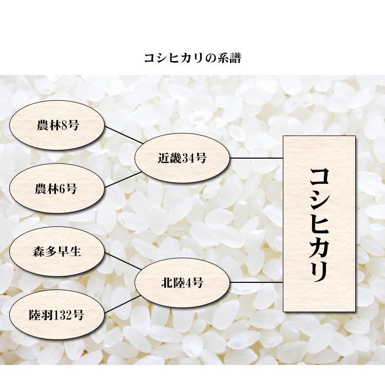 お米 10kg 白米 送料無料 コシヒカリ 5kg×2袋 愛知県産 こしひかり 令和7年産 米 あす着く 食品 北海道・沖縄は追加送料 ポイント利用