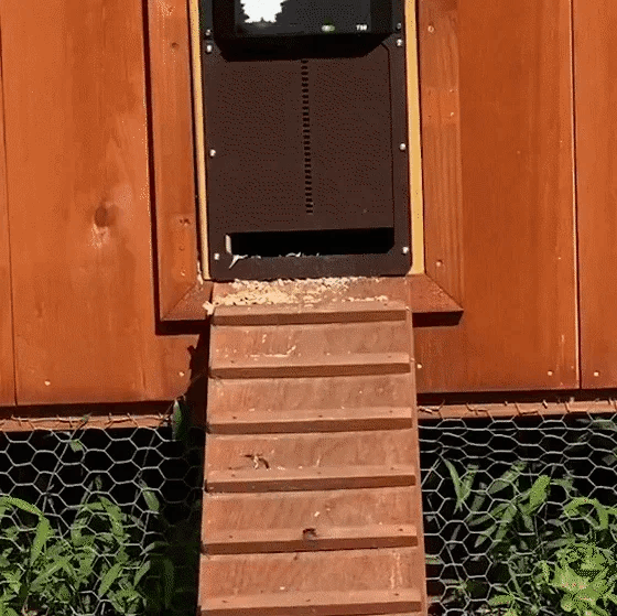 (🎉Flash Sale🎉)-Automatic Chicken Coop Door