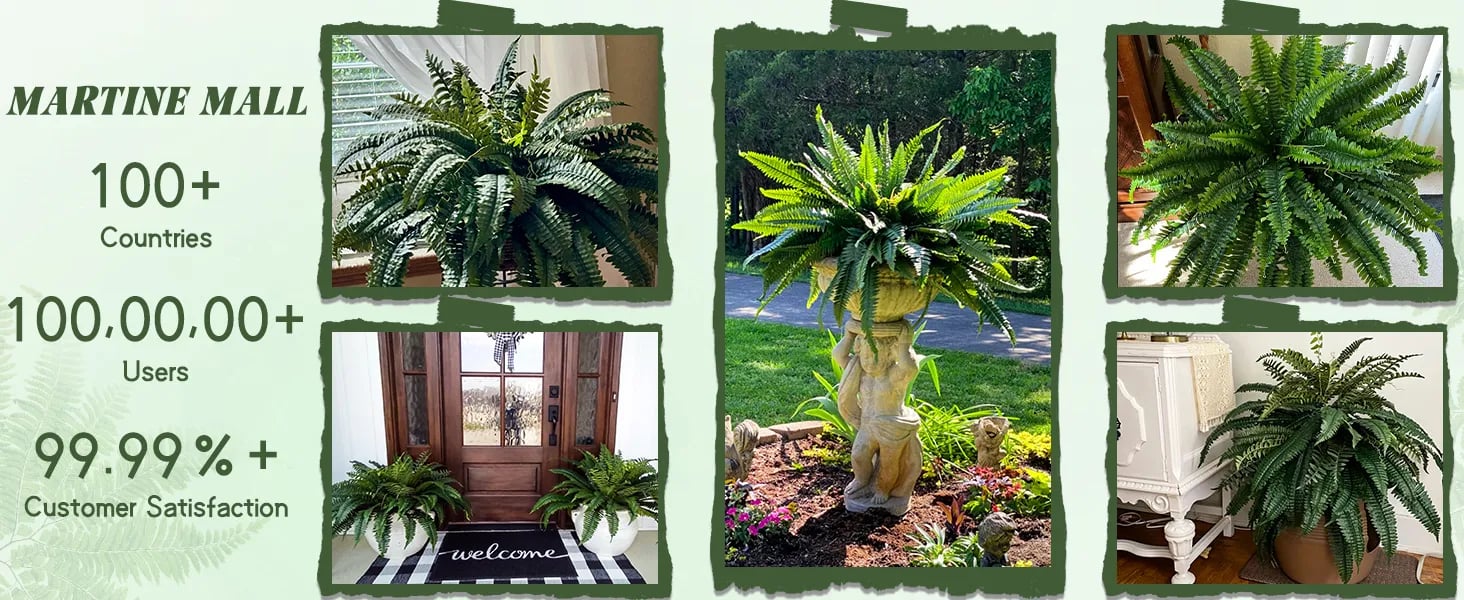 Boston Fern indoor outdoor decor