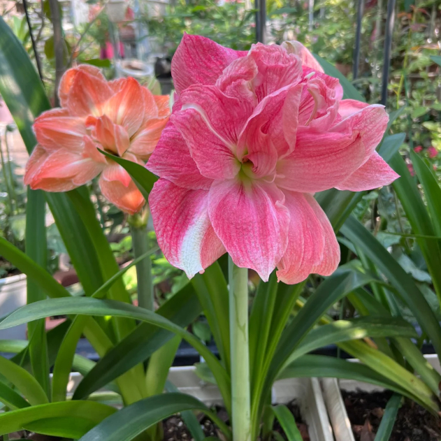 🌺Double-Petaled Perfume Amaryllis Bulbs