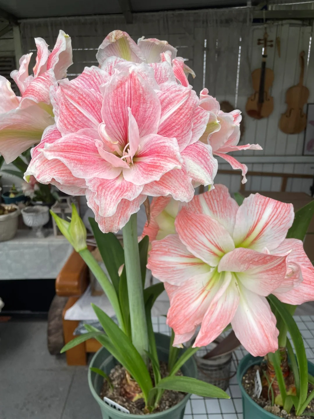 🔥Limited Time Offer: Giant Double-Bloom Perfume Amaryllis Bulbs🌷