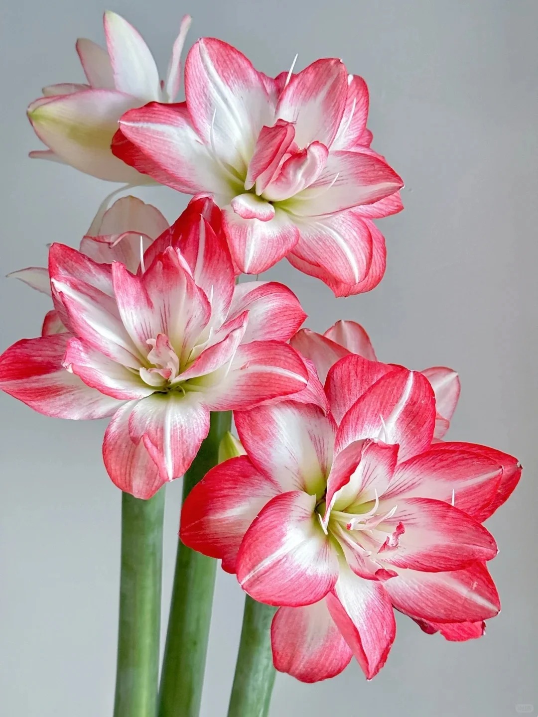 🔥Limited Time Offer: Giant Double-Bloom Perfume Amaryllis Bulbs🌷