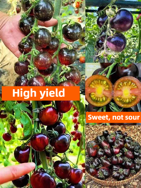 Black Tomato - Black Beauty Queen🍅