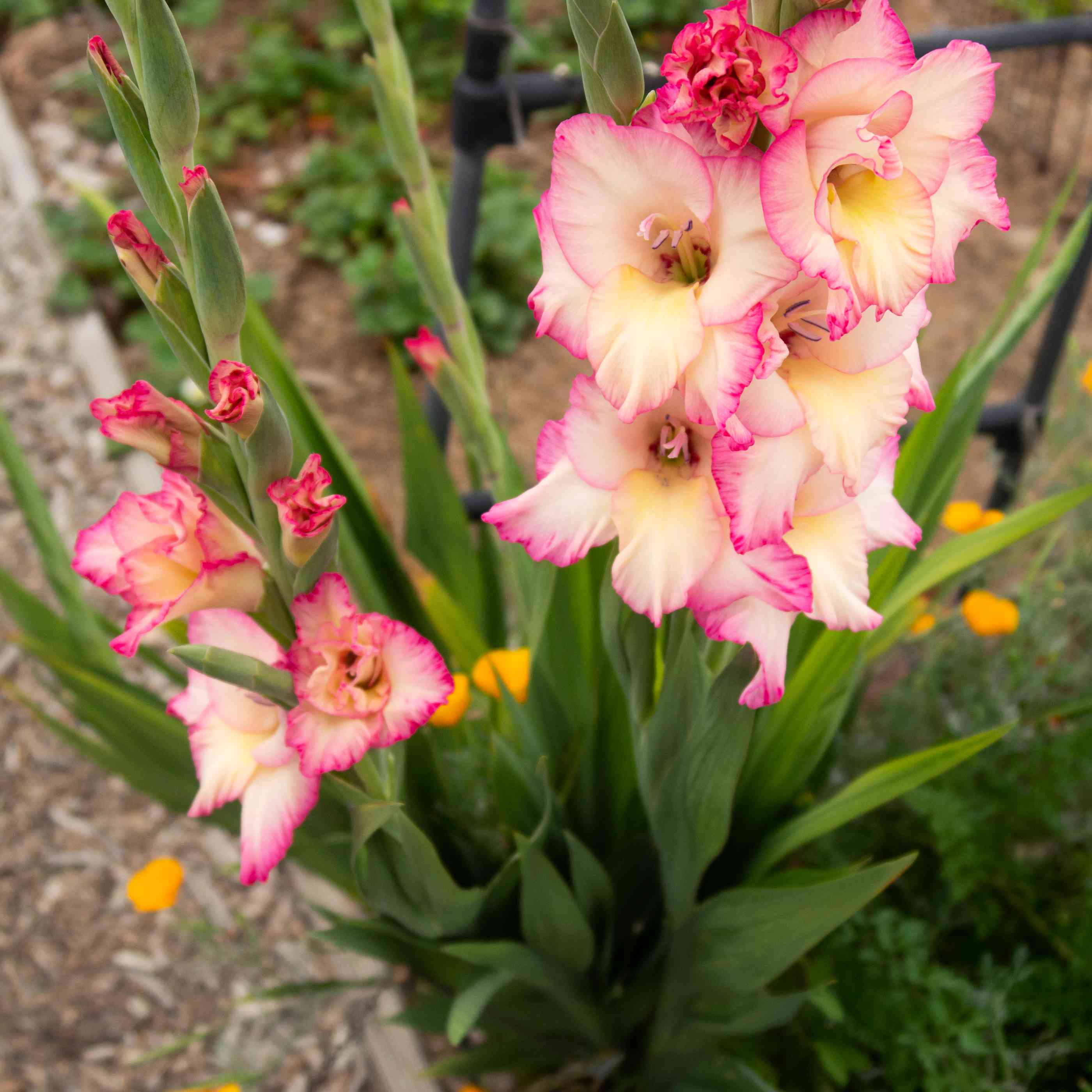 🎉Limited Time Offer: 50% Off : Gladiolus Bulbs!