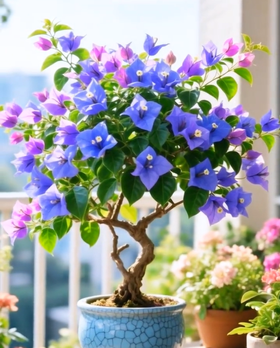 Colorful Bougainvillea Seeds