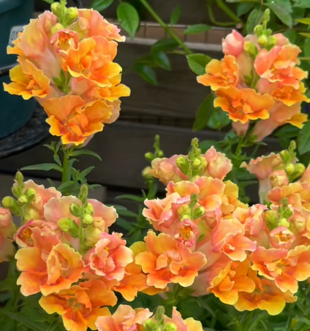 🌷Snapdragon Seeds – Bright Vertical Blooms That Last All Season