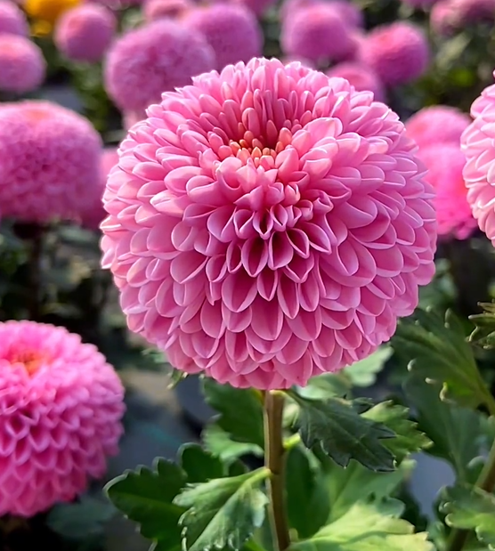 🏵️Colorful Ping Pong Chrysanthemum Seeds