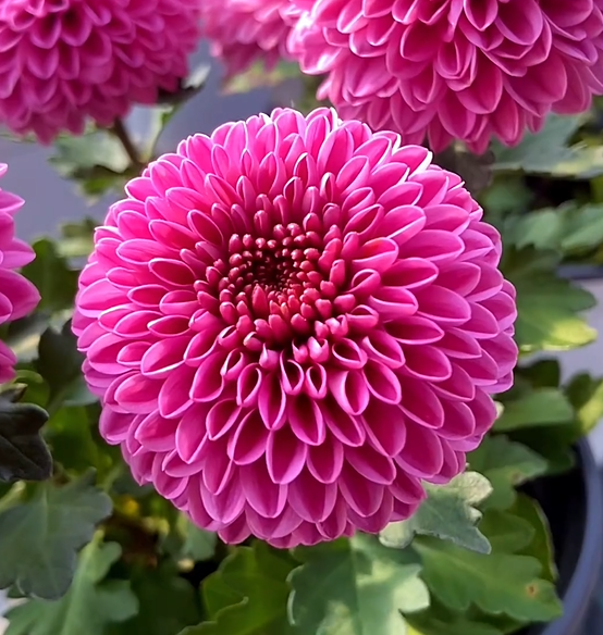🏵️Colorful Ping Pong Chrysanthemum Seeds