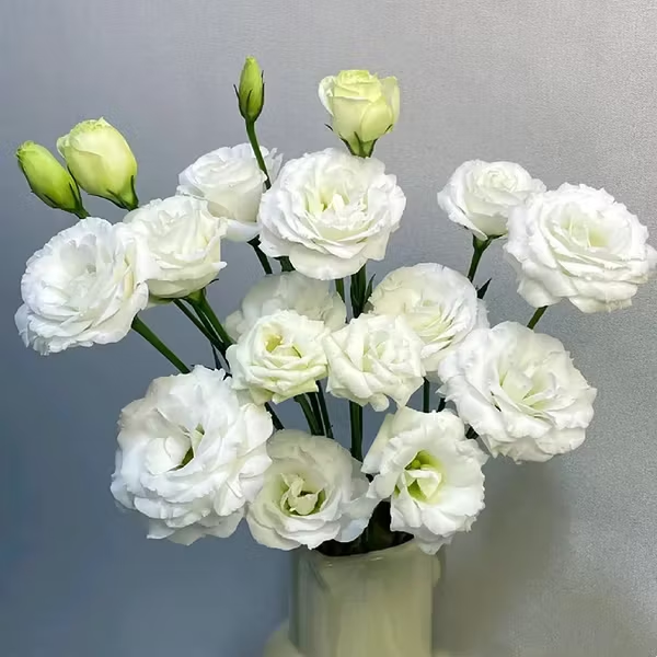 🔥🌺Low-maintenance Eustoma Flower Seeds🌈