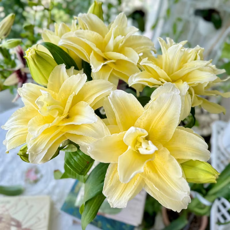 🌸 Rare Color Lily Bulbs– Blooms of Elegance and Grace 🌸
