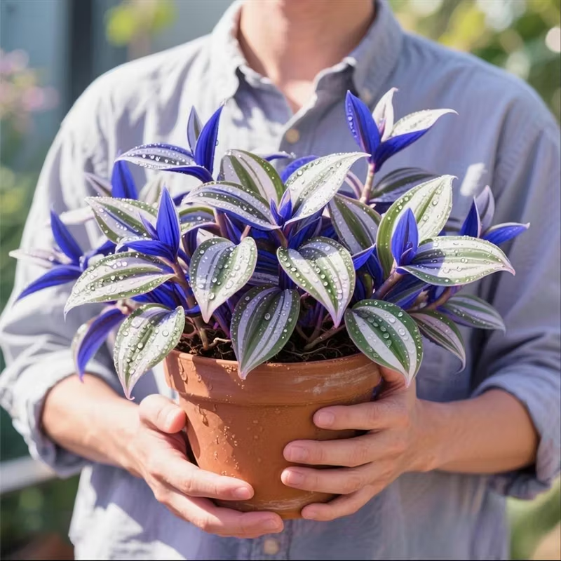 New Arrival - Charm of Tradescantia zebrina