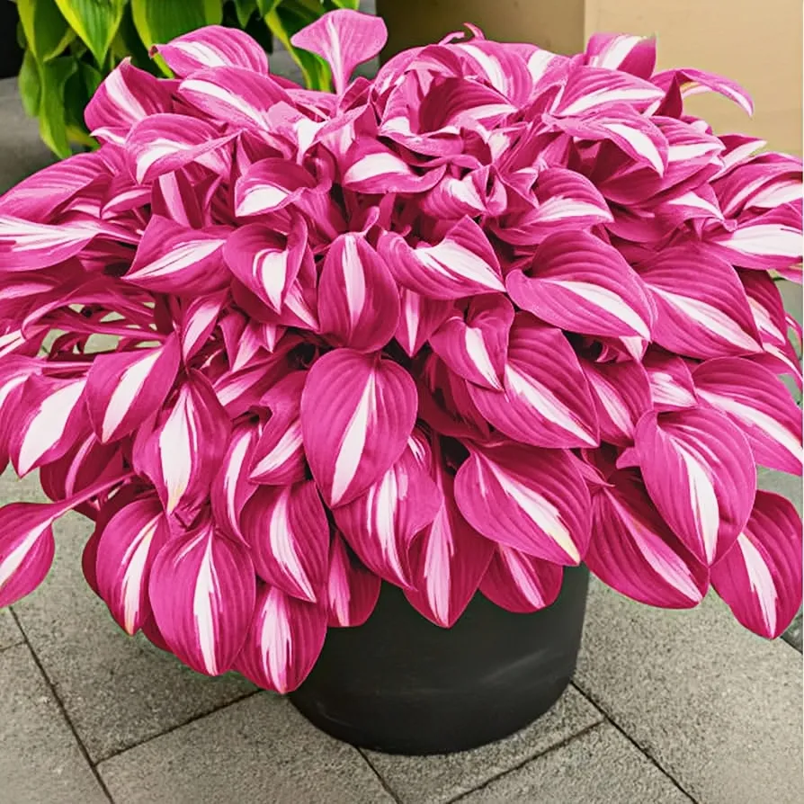 🪴Rare Hosta Bulbs for Elegant Shade Gardens