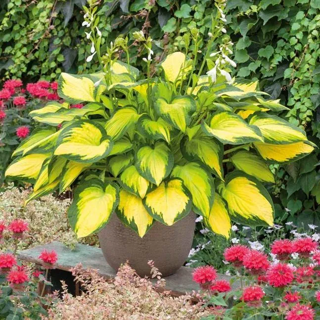 🪴Rare Hosta Bulbs for Elegant Shade Gardens