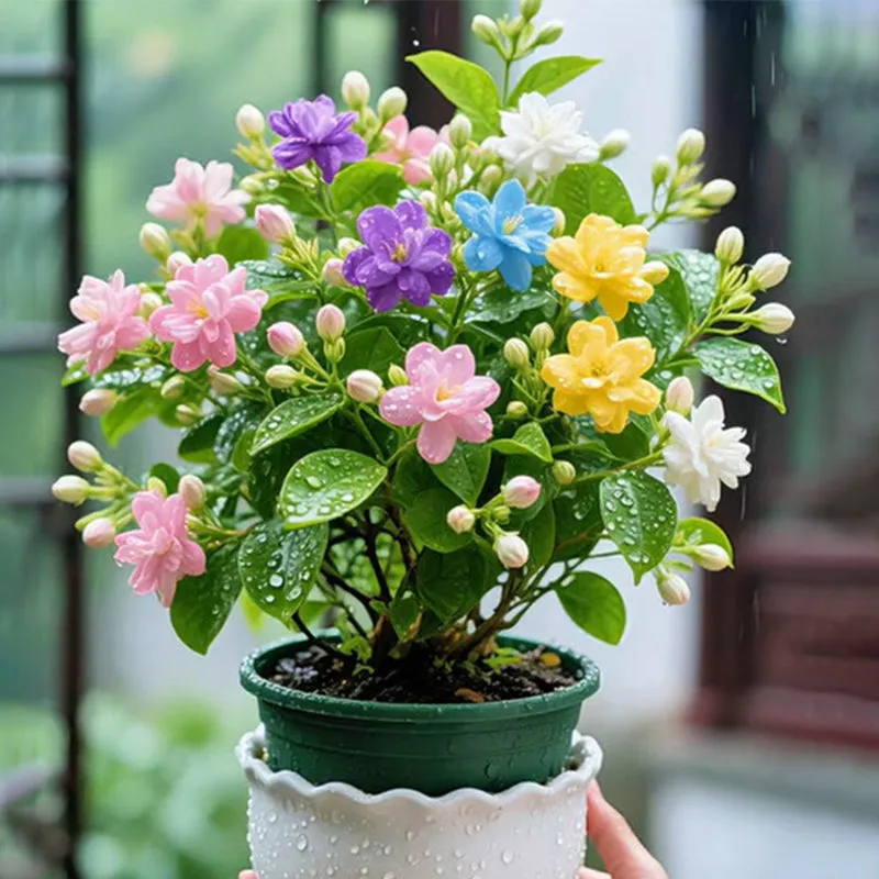🌸 Double Fuchsia – Beautiful Shade-Loving Flowering Plants