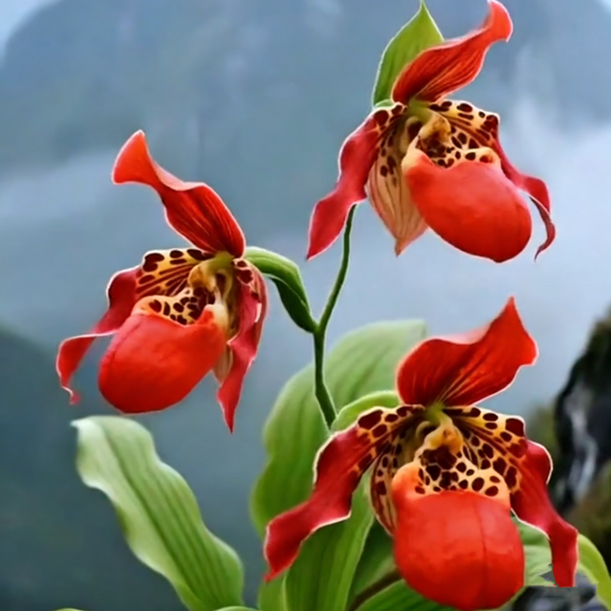 🌿 Bloom with Grace: Paphiopedilum（Slipper Orchids） Nature’s Most Elegant Surprise 💕