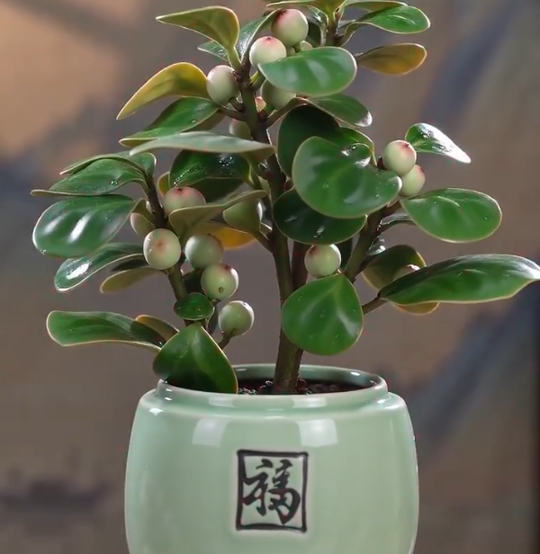 Rare Lucky Pearl Bodhi Tree Bulbs 🌿✨