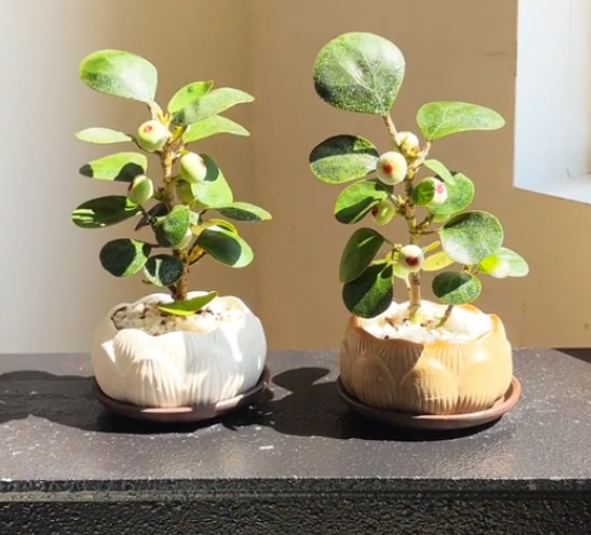 Rare Lucky Pearl Bodhi Tree Bulbs 🌿✨
