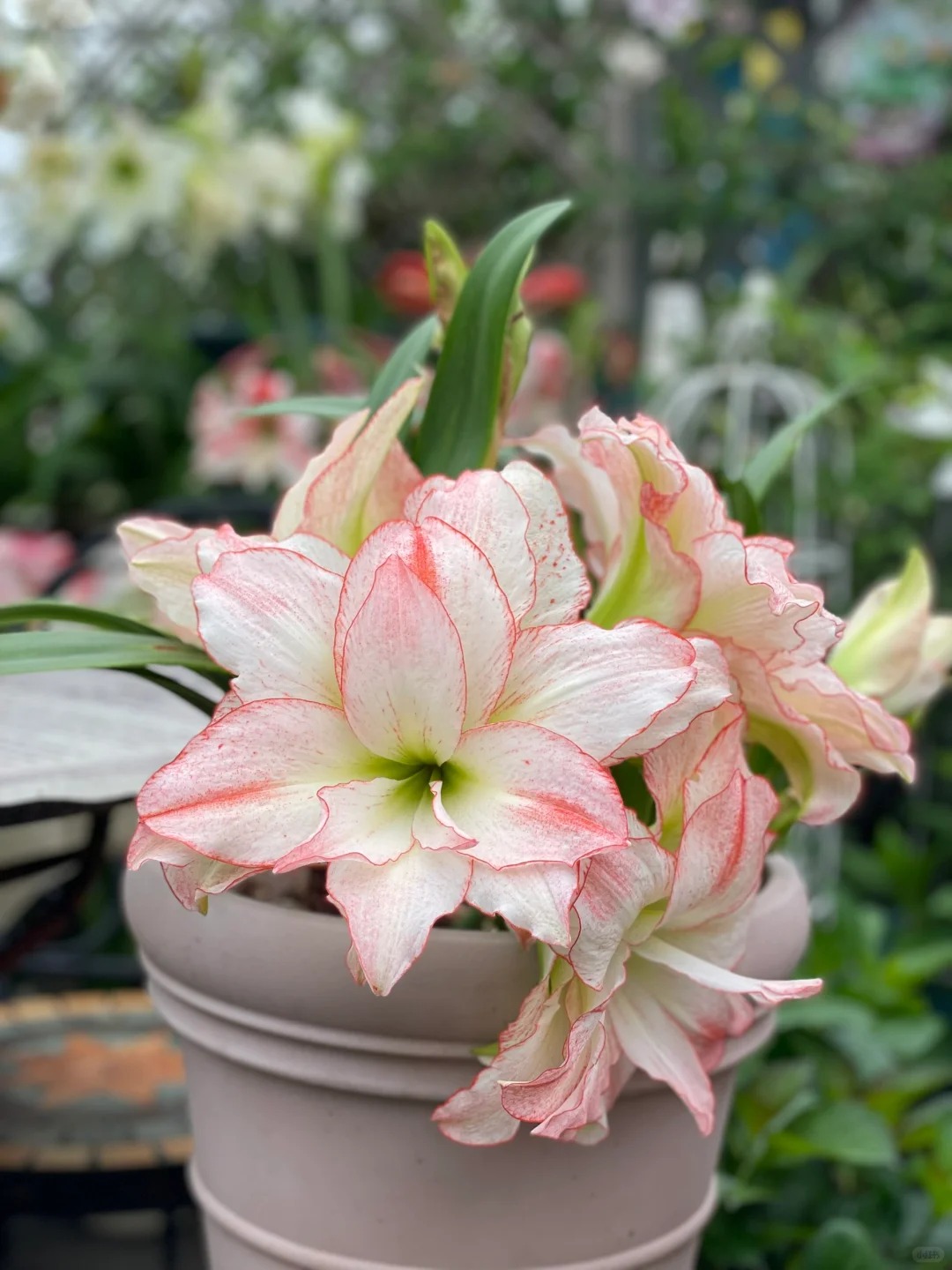 🔥Limited Time Offer: Giant Double-Bloom Perfume Amaryllis Bulbs🌷