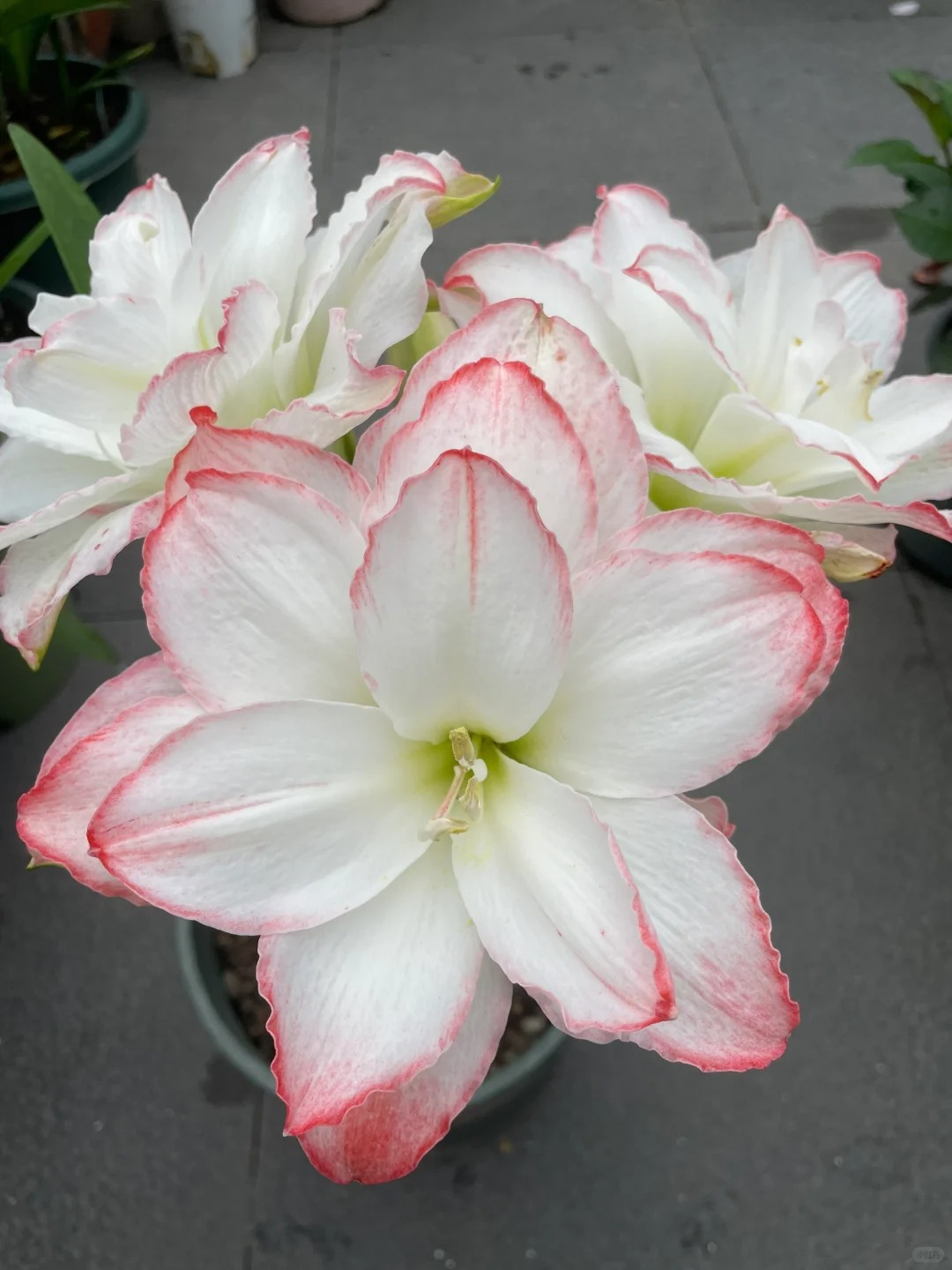 🔥Limited Time Offer: Giant Double-Bloom Perfume Amaryllis Bulbs🌷