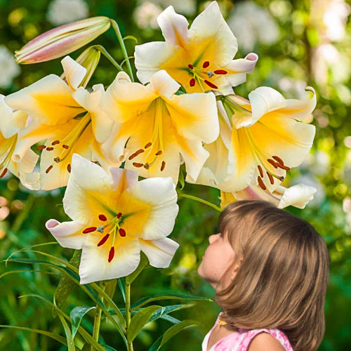 🎁 2026 Must Plant ☀️ Rare Lily Bulbs 🌸