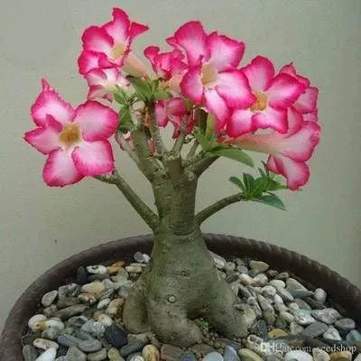✨Desert Rose Seeds🌹Heat Resistant✨
