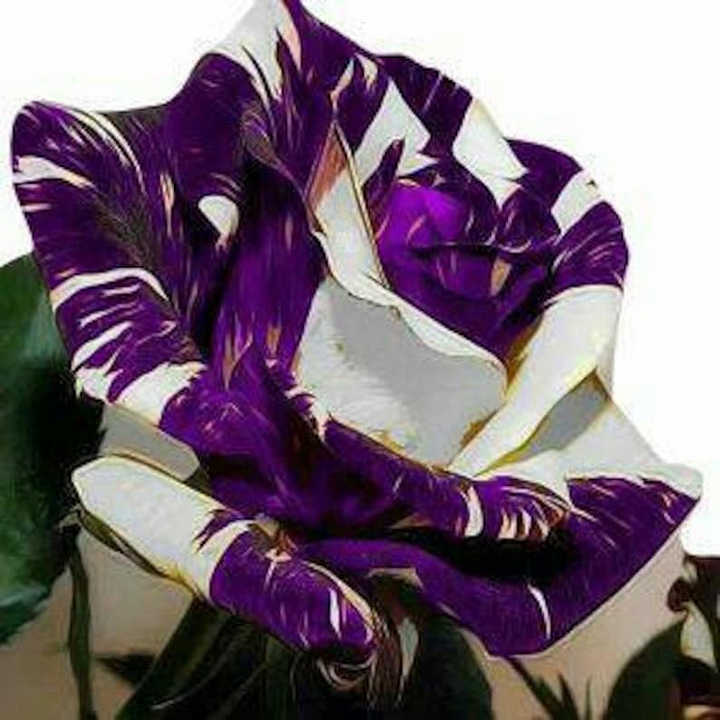 🌹【7 days germination】Last Day Up to 50% OFF✨Twin rose seeds (high quality version)