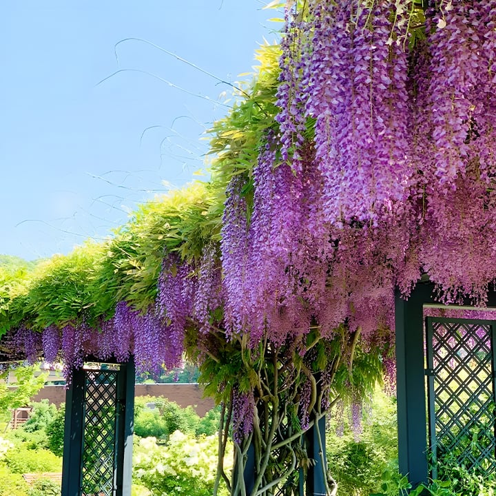 🌺WISTERIA: Cascading Garden Beauty All Year