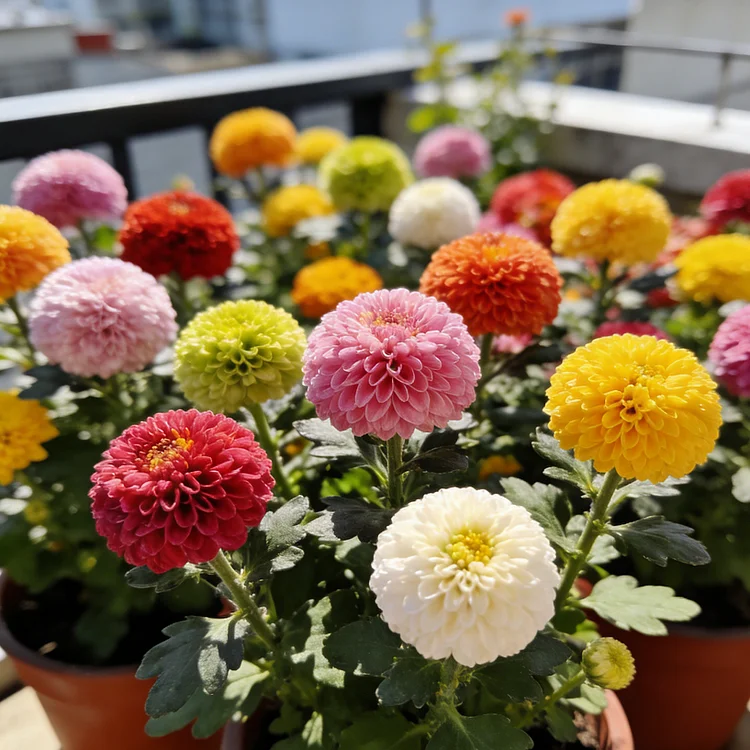 🏵️Colorful Ping Pong Chrysanthemum Seeds