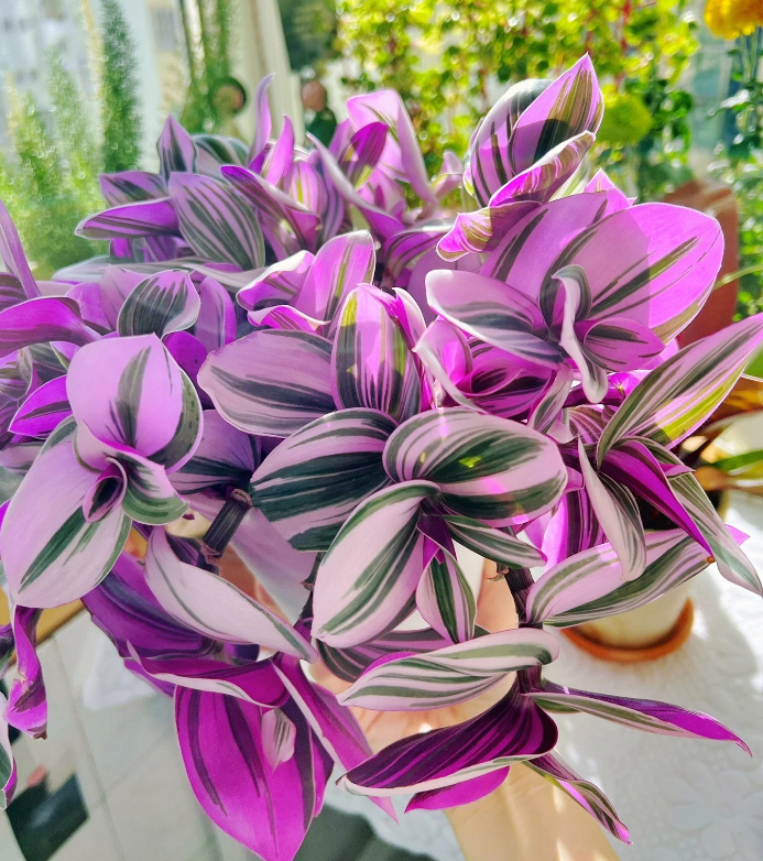 🎁Last Day 70% OFF🌿 Tradescantia Nanouk — Easy Care & Stunning Color! 💜
