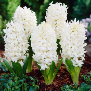 Fragrant Hyacinth Bulbs – Bloom Your Spring with Color & Scent!