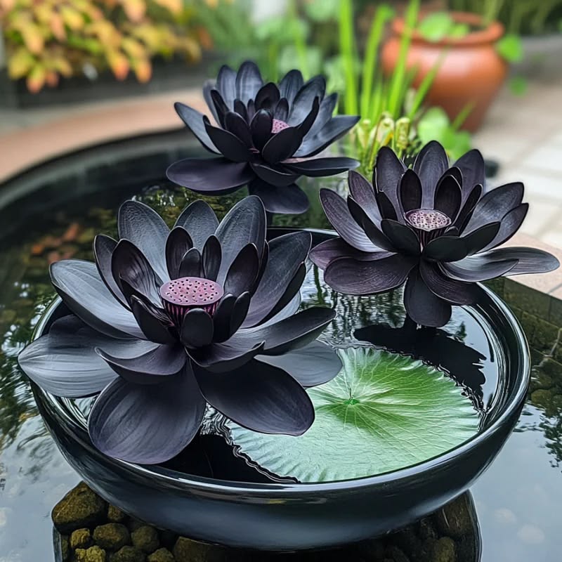 🌸【7 days germination】Last Day Sale - 50% OFF💐The Sacred Bonsai Bowl Lotus Flower