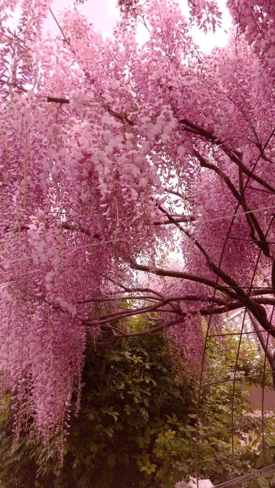 🌸WISTERIA - THE GARDEN'S CASCADING BEAUTY ALL YEAR ROUND