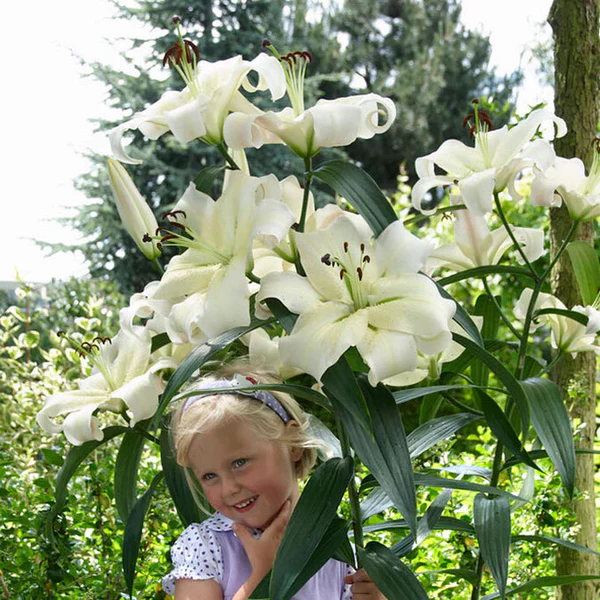 🎁 2026 Must Plant ☀️ Rare Lily Bulbs 🌸