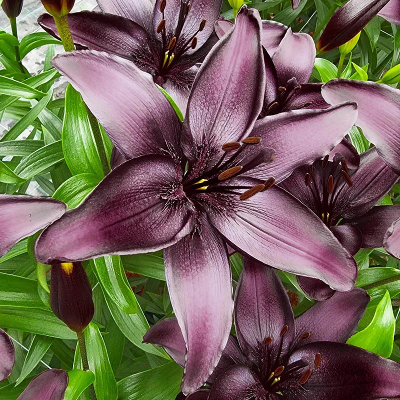 🎁 2026 Must Plant ☀️ Rare Lily Bulbs 🌸