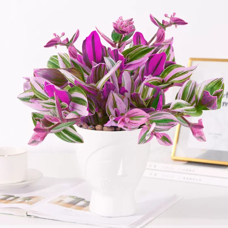 🎁Last Day 70% OFF🌿 Tradescantia Nanouk — Easy Care & Stunning Color! 💜