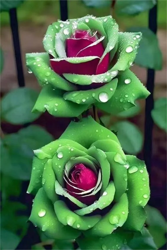 🌹【7 days germination】Last Day Up to 50% OFF✨Twin rose seeds (high quality version)