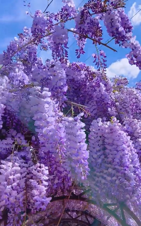 Wisteria Sinensis - Waterfall Flower