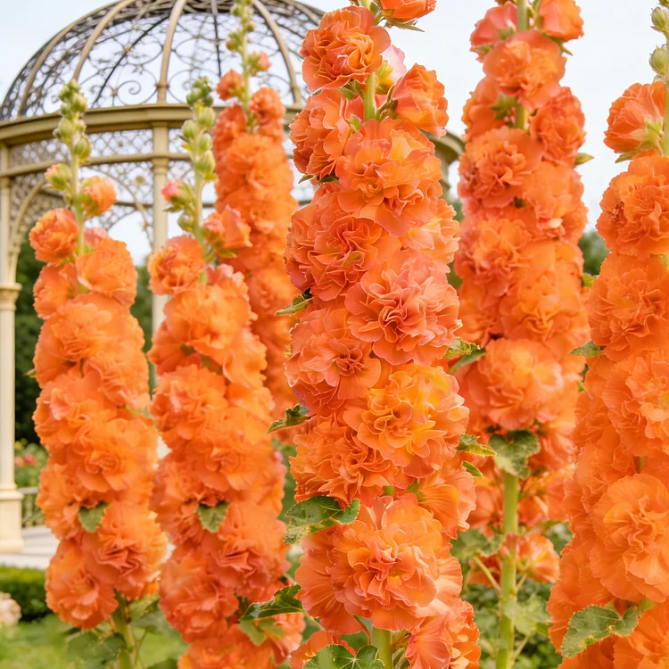 💥Grow Towering Hollyhocks: Vibrant Blooms for Your Garden Paradise
