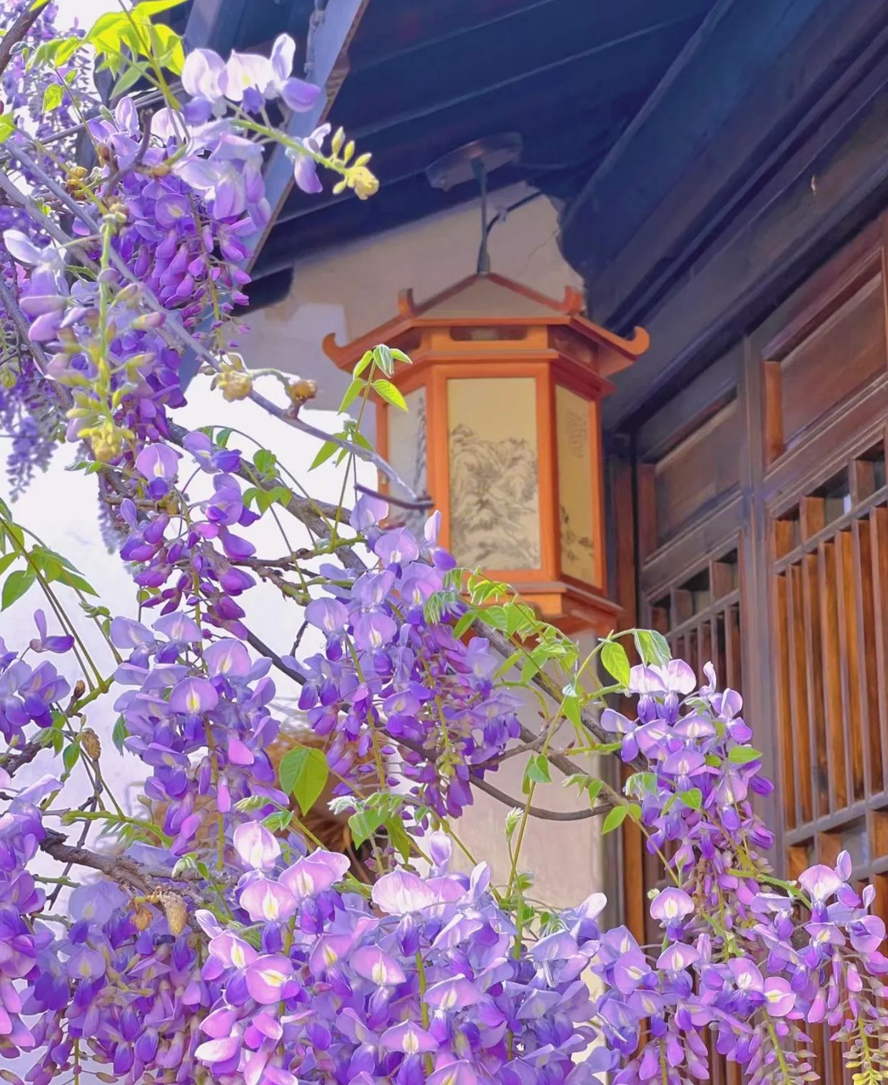 Wisteria Sinensis - Waterfall Flower