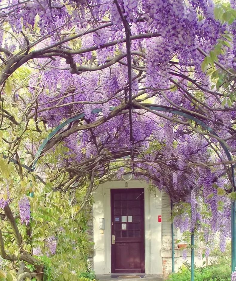 Wisteria Sinensis - Waterfall Flower