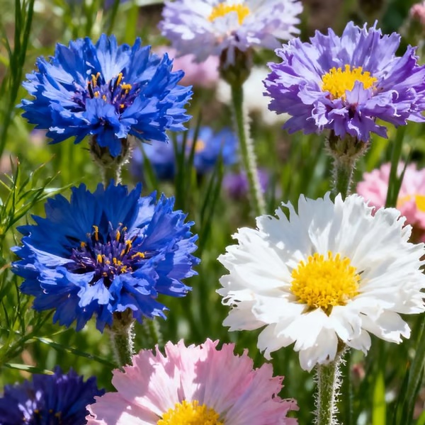 🌸Cornflower Garden Seeds