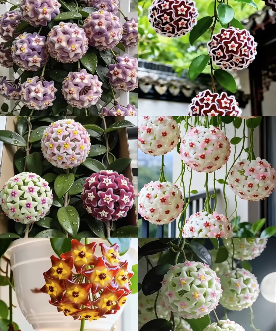 ✨Hoya Bulbs- Stars falling from the sky✨