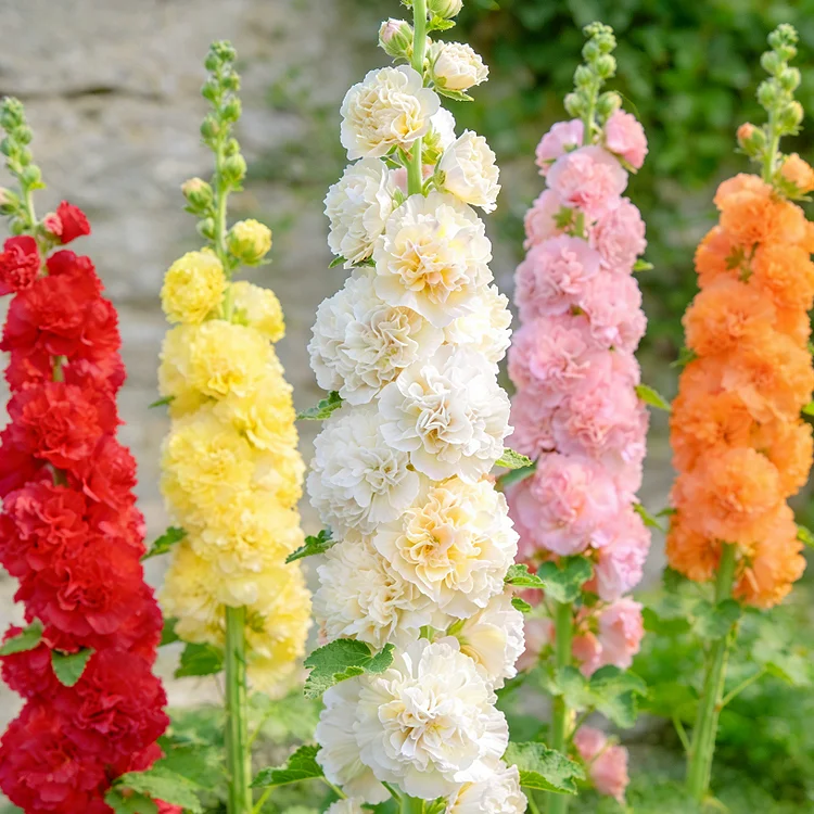 💥Grow Towering Hollyhocks: Vibrant Blooms for Your Garden Paradise