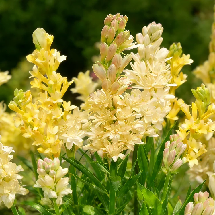 🌺Double Perfume Tuberose Bulbs—Moon Garden Flower
