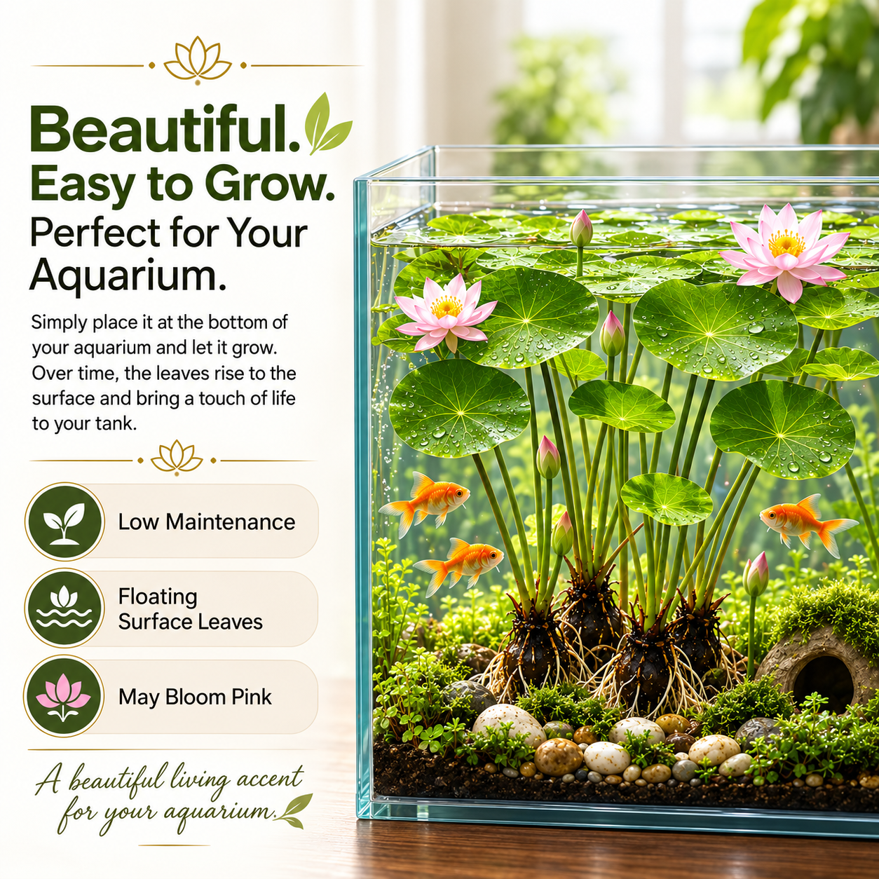 🐟Hydroponic red lotus roots🌿 Turn Your Aquarium into a Living Garden