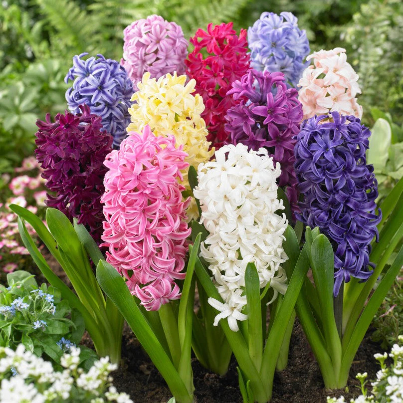 Fragrant Hyacinth Bulbs – Bloom Your Spring with Color & Scent!