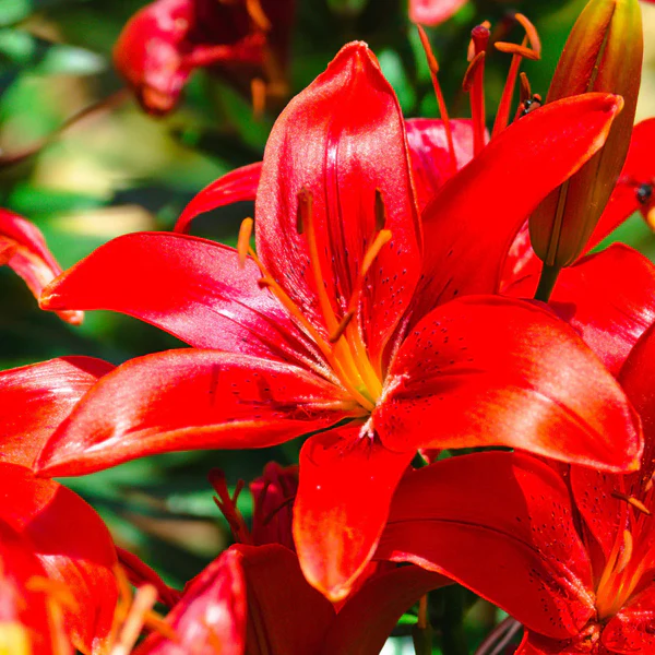 🎁 2026 Must Plant ☀️ Rare Lily Bulbs 🌸