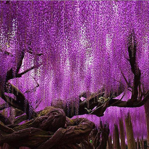 20Pcs Purple Wisteria Flower Seeds Wisteria Sinensis DIY Home Garden Yard Plant