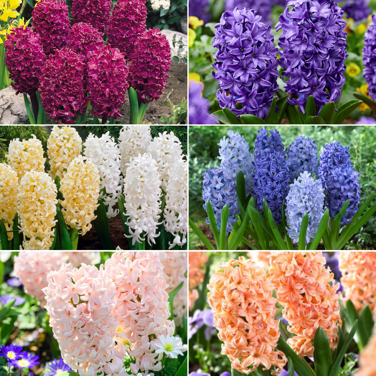 Fragrant Hyacinth Bulbs – Bloom Your Spring with Color & Scent!