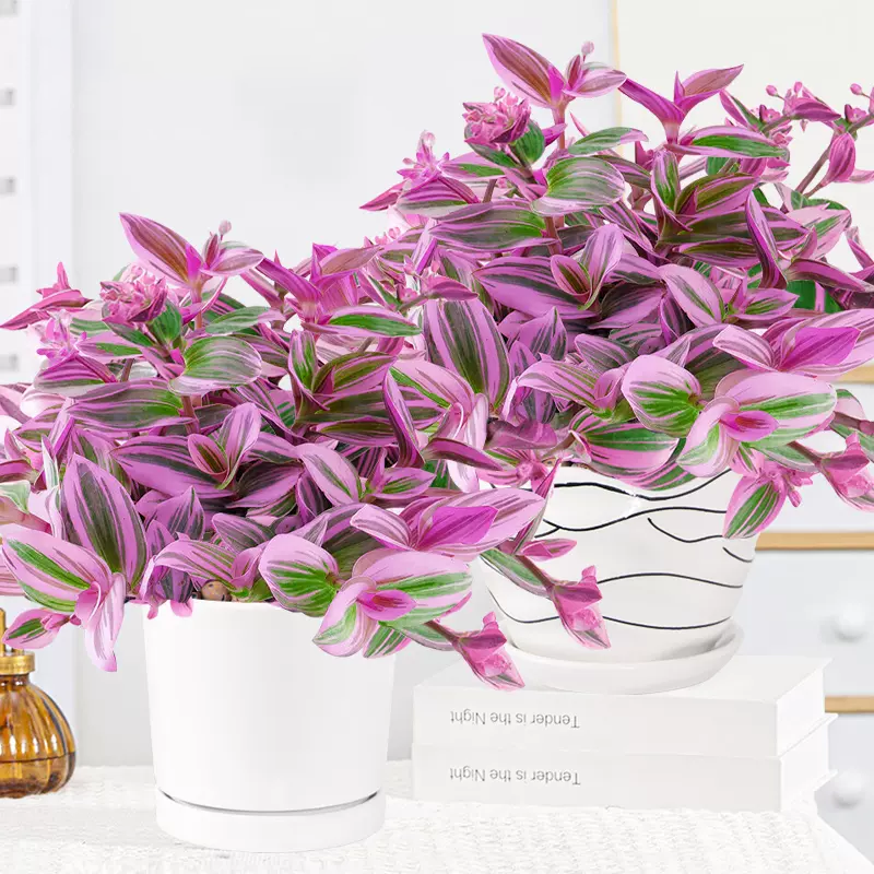 🎁Last Day 70% OFF🌿 Tradescantia Nanouk — Easy Care & Stunning Color! 💜